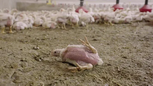 Saint-Saturnin-du-Limet : L214 porte plainte contre LDC pour...